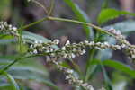 Denseflower knotweed